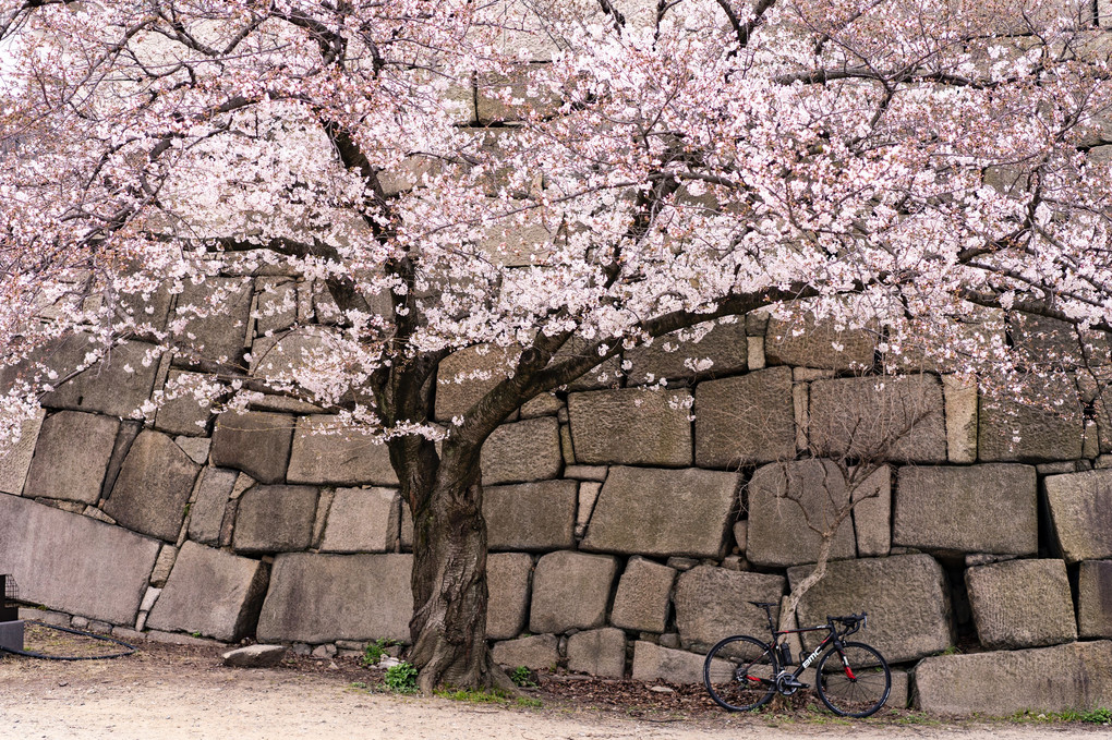 桜を求めて自転車散歩