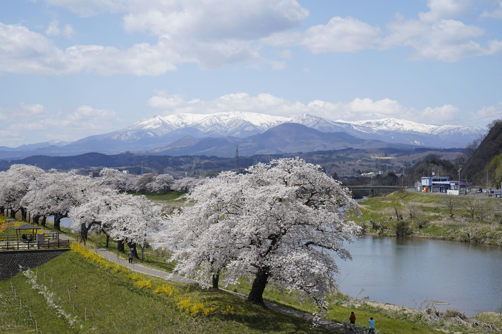 桜と蔵王連峰　#カレンダー2024