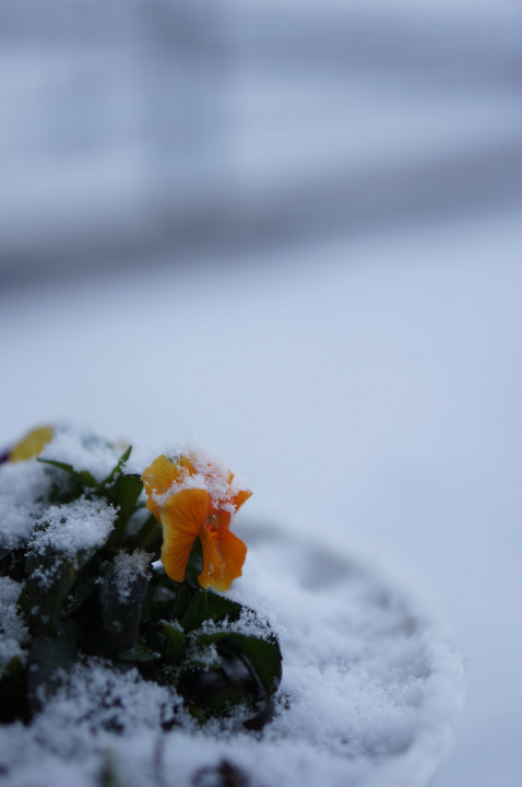 雪に咲く一輪の花