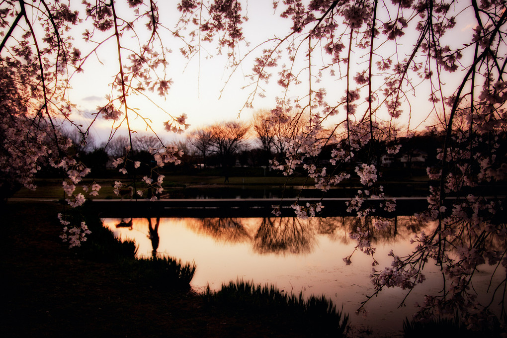 桜と散歩