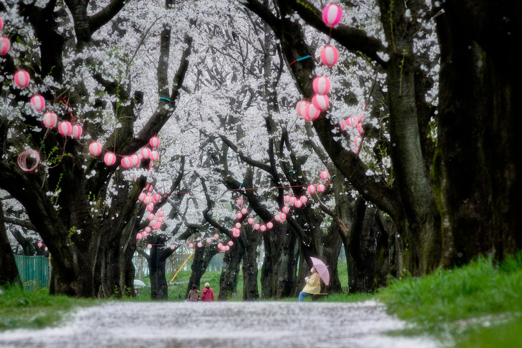 桜の回廊