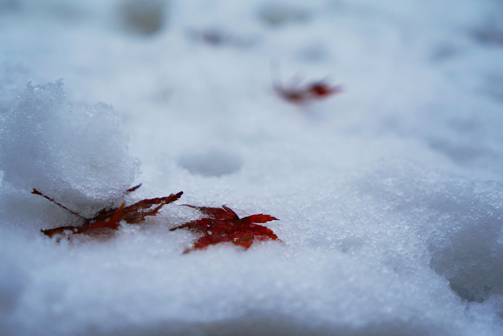 雪紅葉