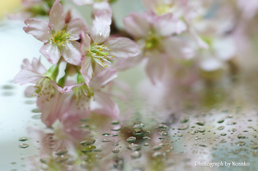 桜と水鏡