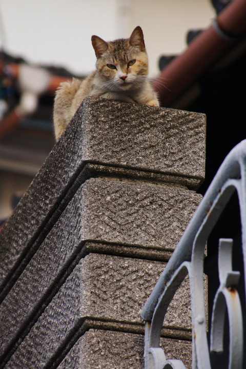 野良猫 IN おのみち