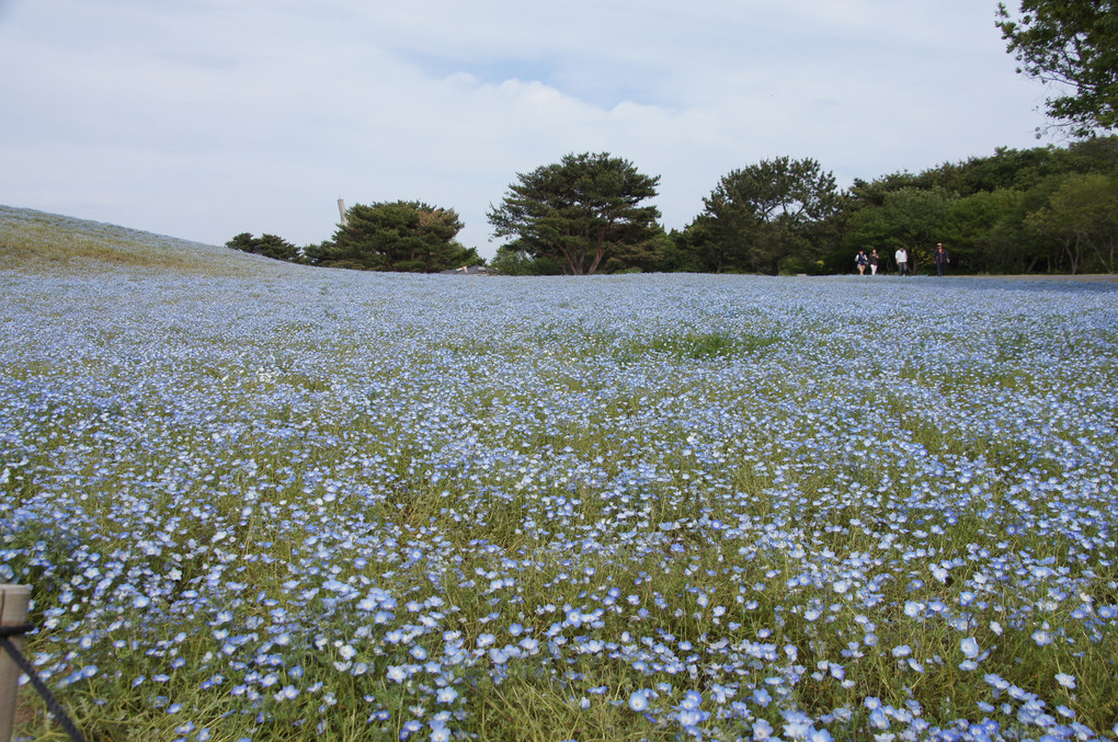 ひたち海浜公園