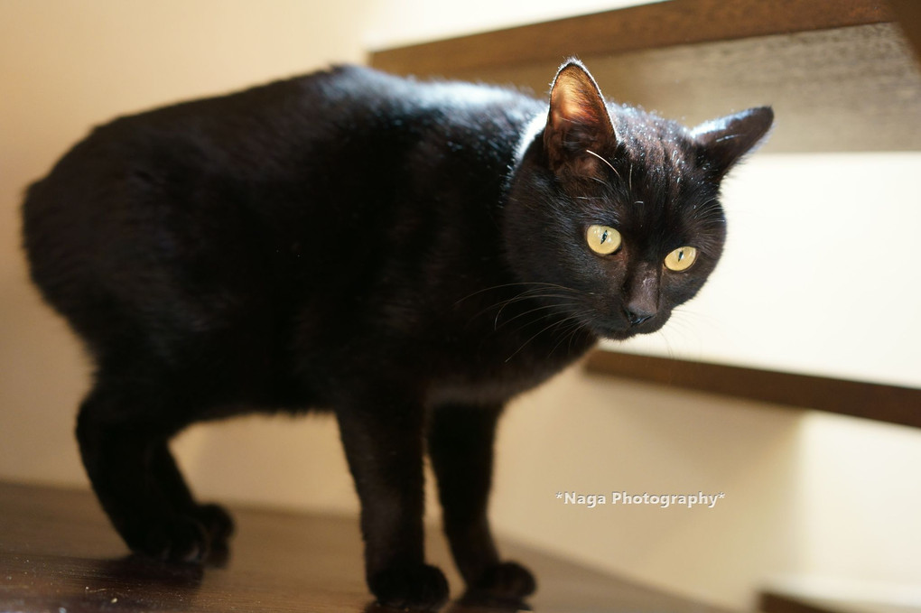 黒猫バニーは、しっぽがにゃい。#マンクス疑惑