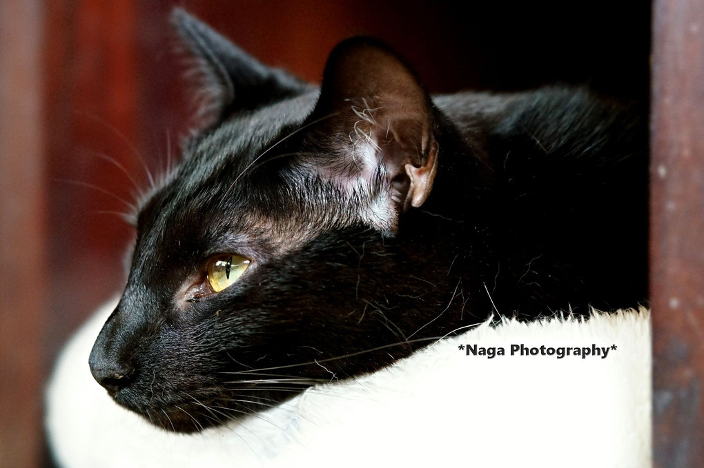 バニー　#黒猫の横顔