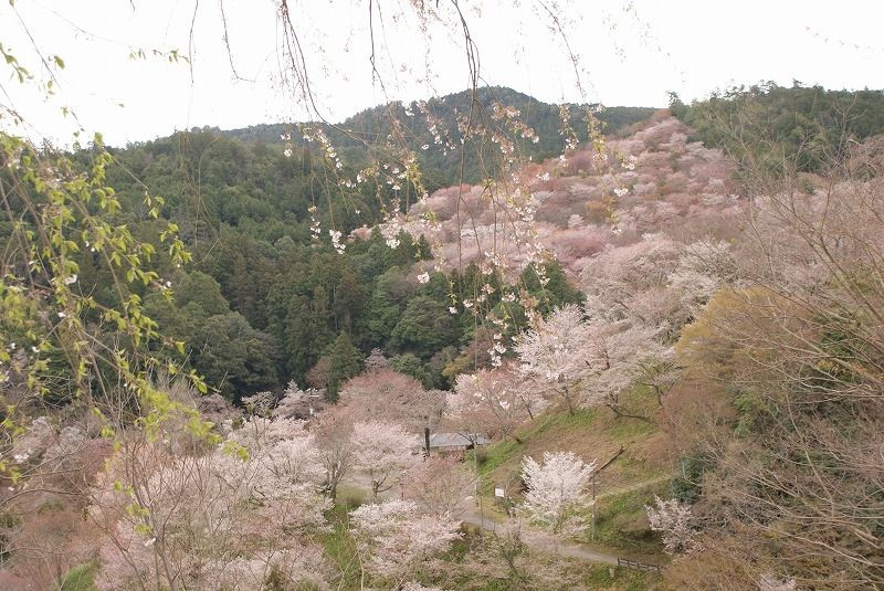 満開の吉野の桜
