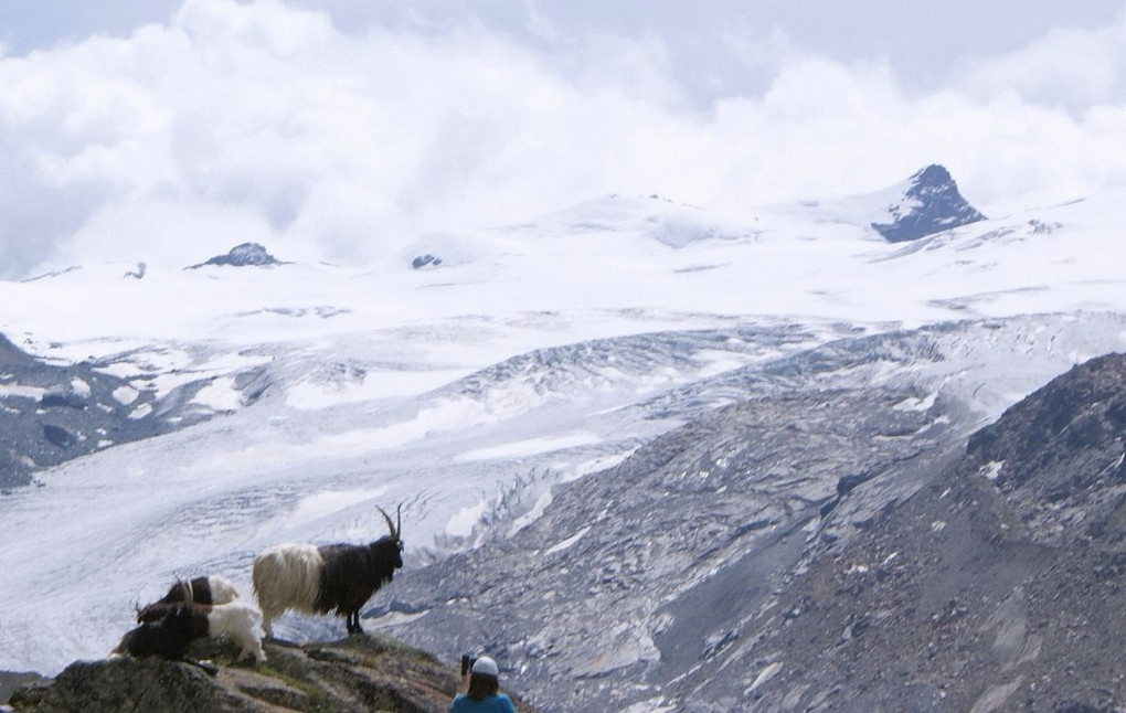 氷河と羊