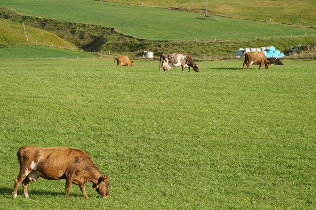 アイスランドの牛