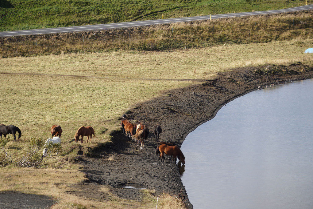 アイスランドの馬たち