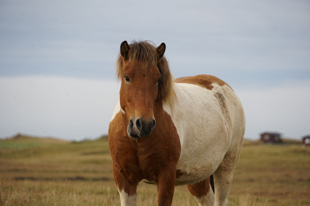 アイスランドの馬たち