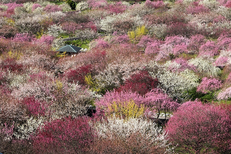 梅花爛漫