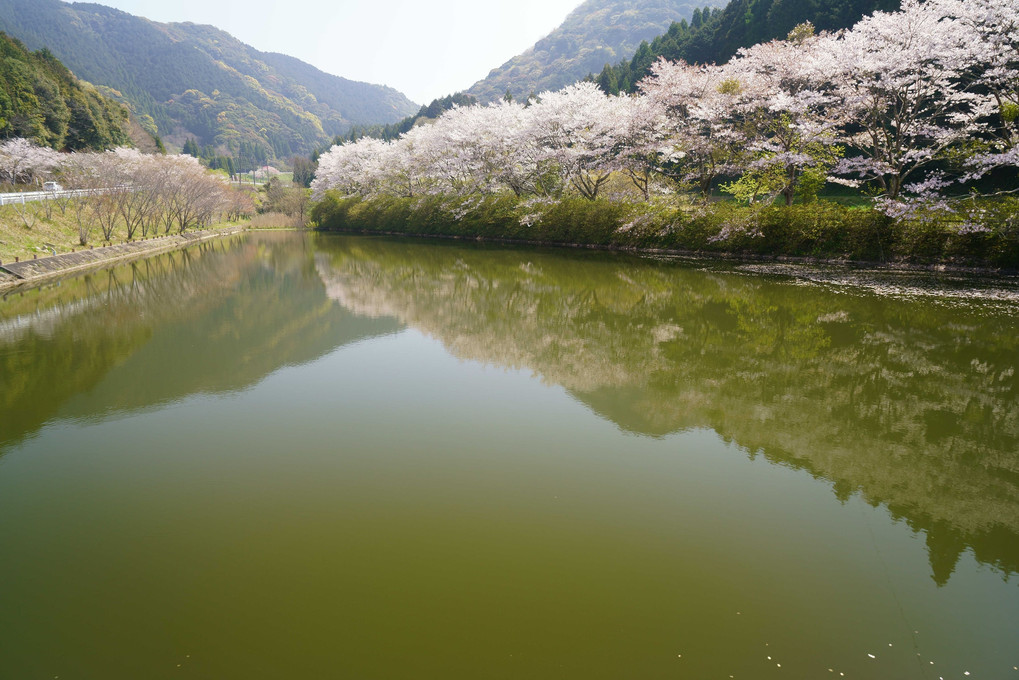 赤穂山八天桜