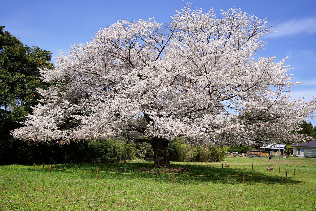 天郷の一本桜
