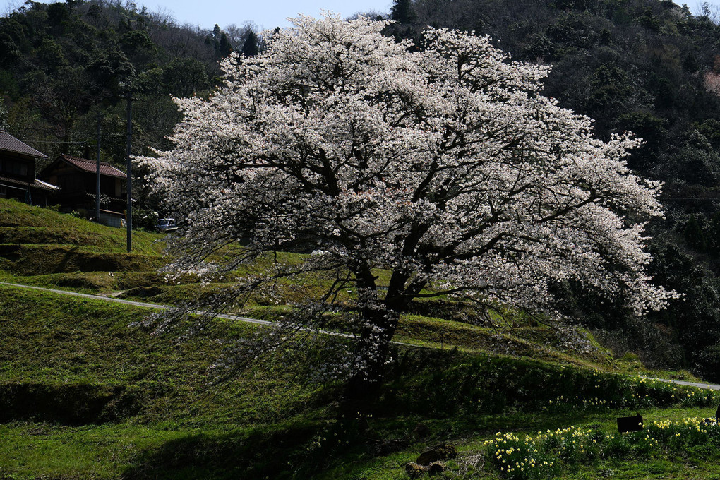 井川の一本桜