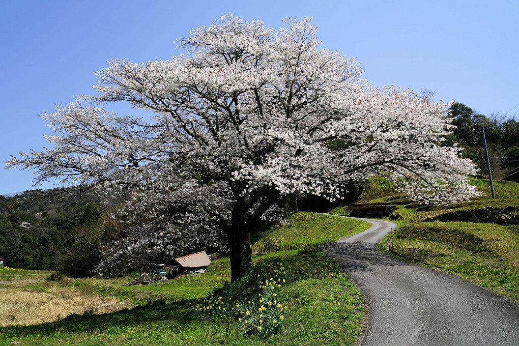 井川の一本桜