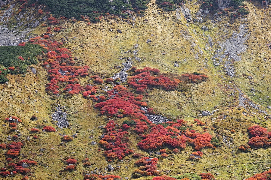 立山　室堂の紅葉