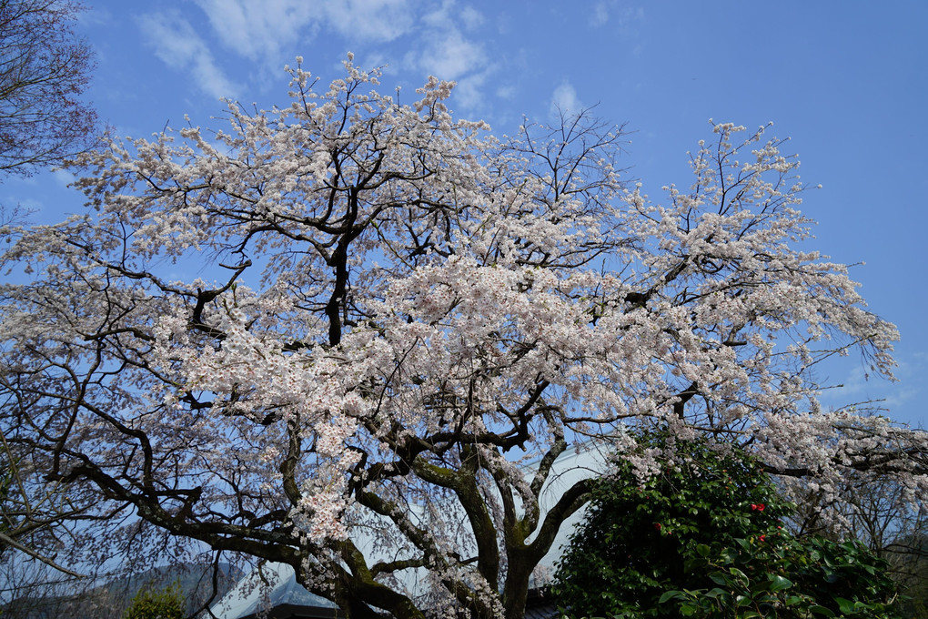 一本桜