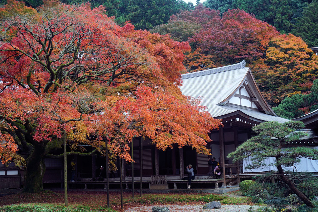 古刹の紅葉