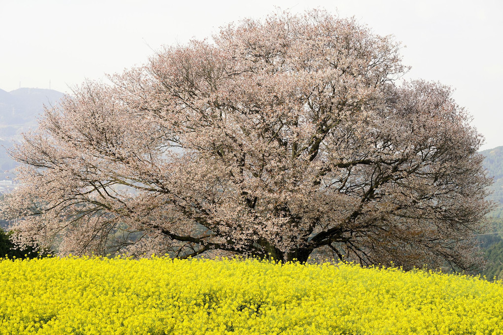 佐賀の桜巡り（1）