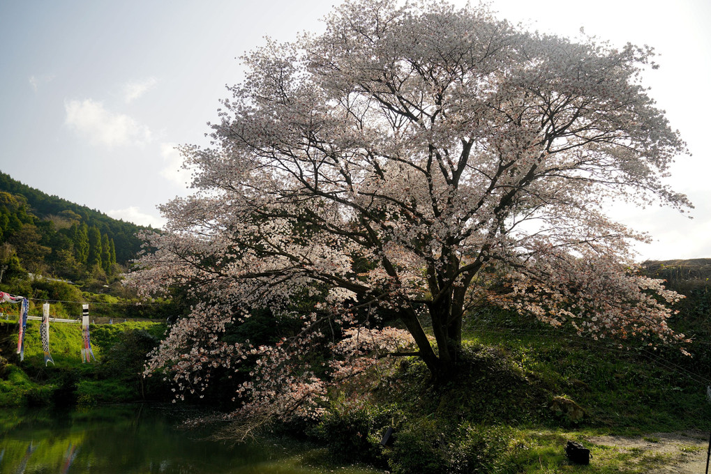佐賀の桜巡り（2）