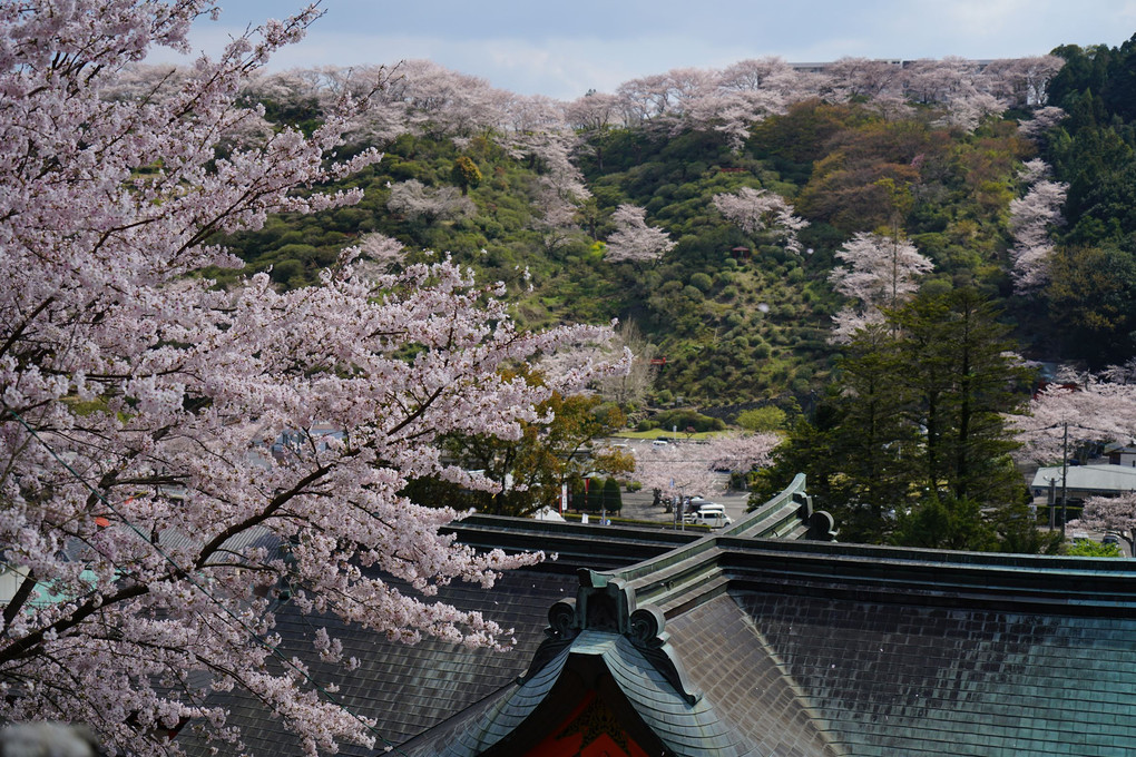 お稲荷さんの桜