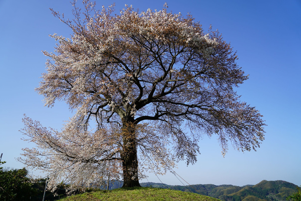 天保古山の平家一本桜