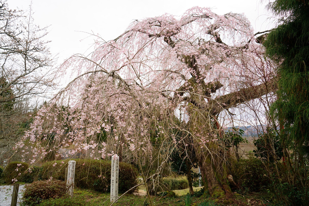 光円寺のしだれ桜