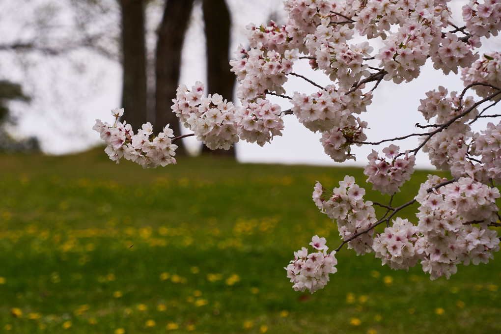 桜とタンポポ