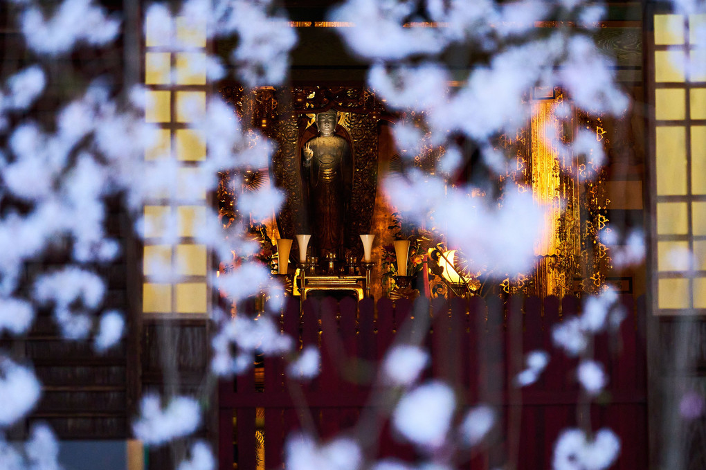 枝垂れ桜の寺