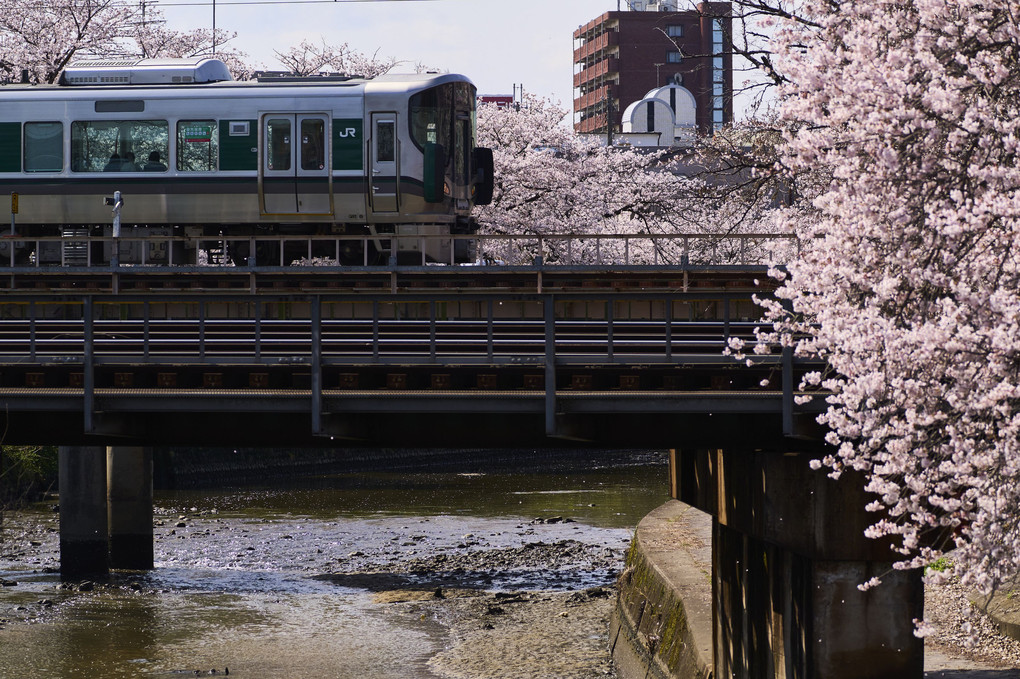 桜と電車 (^^♪
