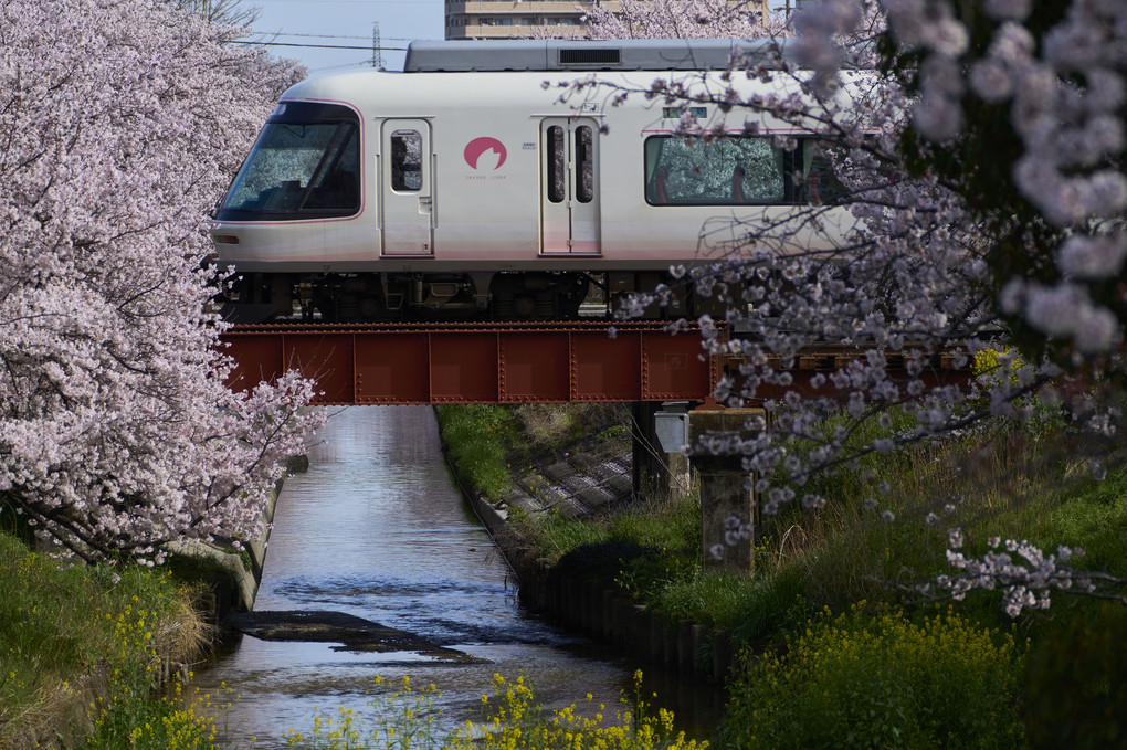 桜と電車 (^^♪