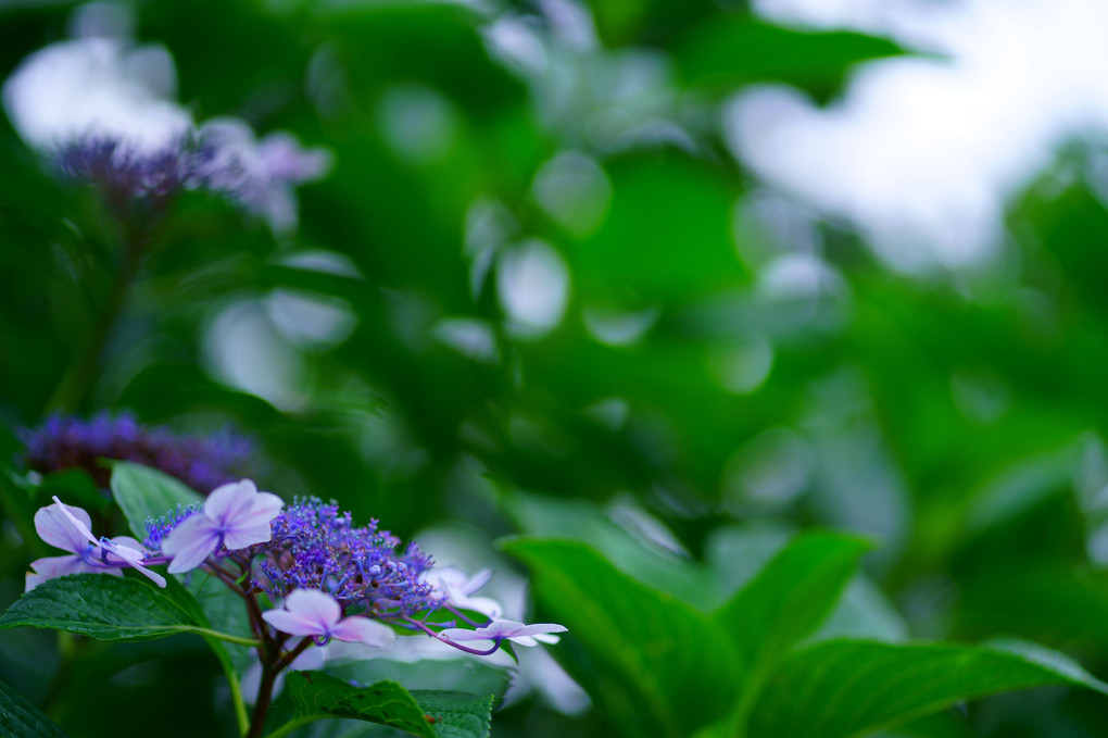 雨の止み間に、紫陽花を