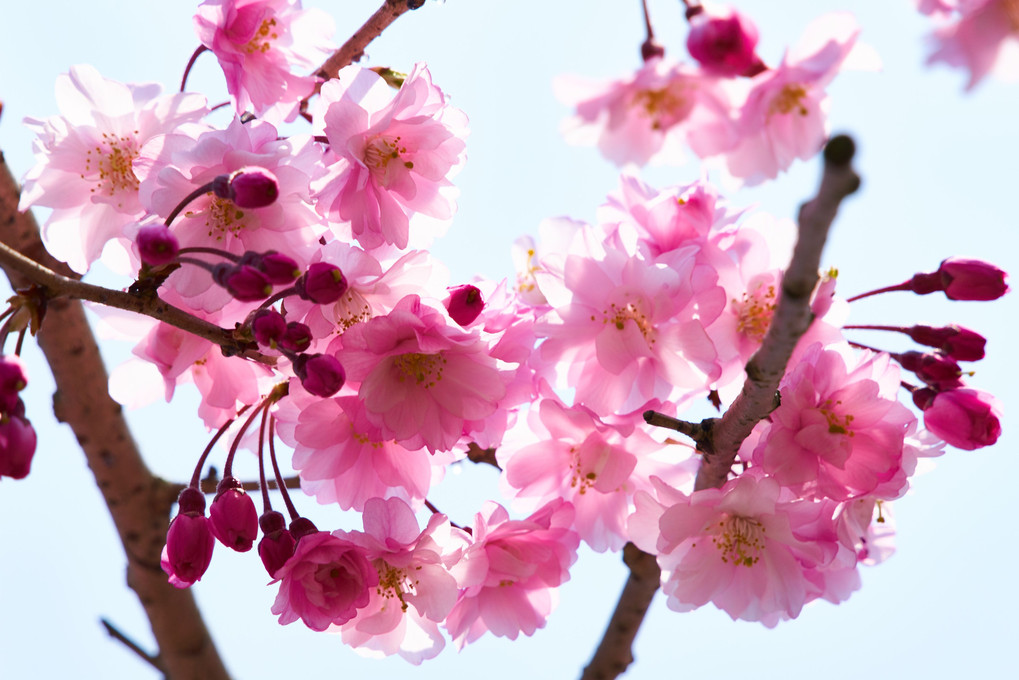 明日香村散歩、枝垂れ桜