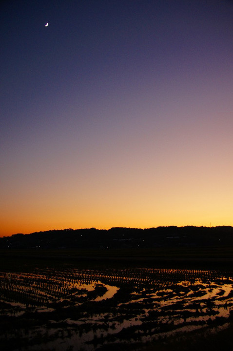 鶴の越冬地の夕焼け