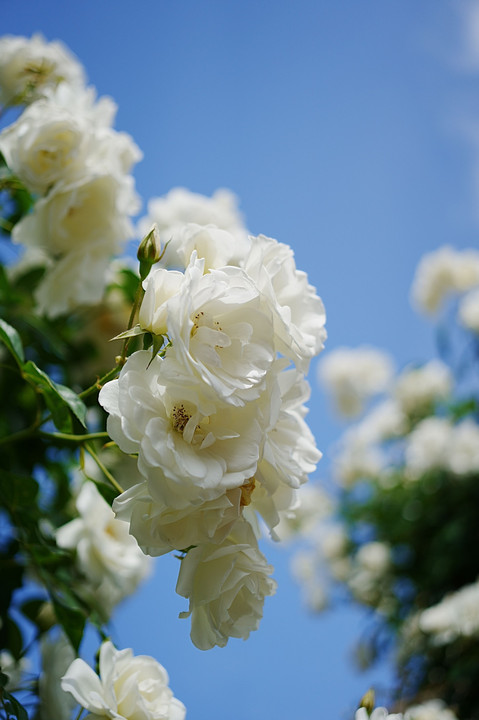 快晴の白薔薇