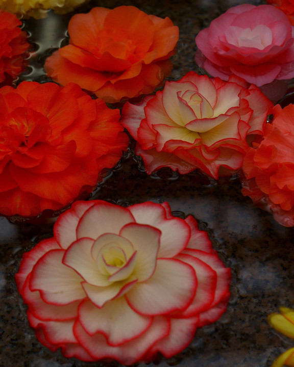 水面のアート-6　花を浮かべて　＠神代植物公園