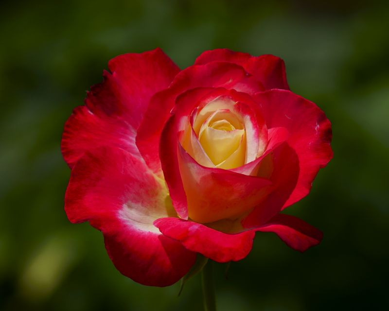 バラの二番花：日の丸構図で　＠神代植物公園