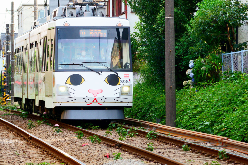 幸福の招き猫電車（Lucky Maneki Neko Train）：東急世田谷線