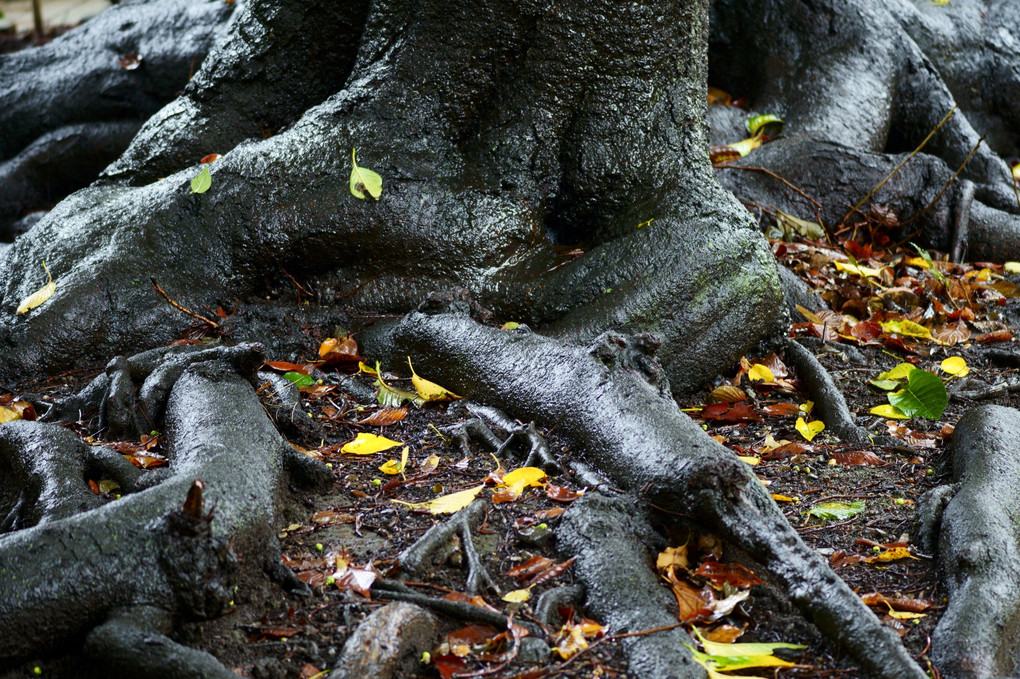 秋の雨中photo散歩-2 ： 根を張る古木＠自宅周辺