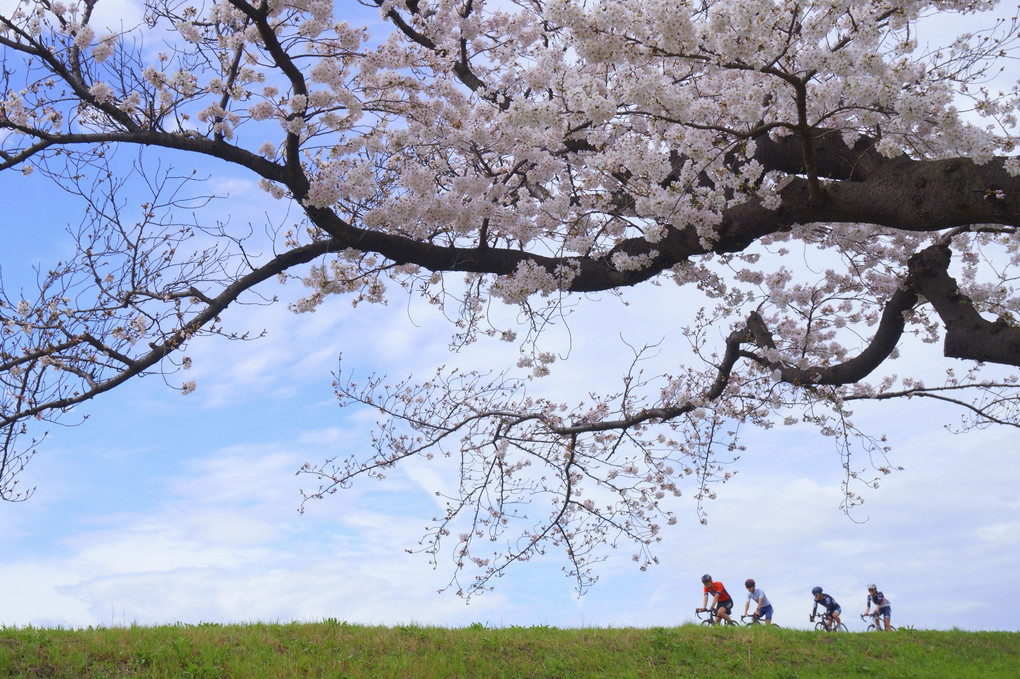 お花見サイクリング　＠多摩川土手（狛江市）