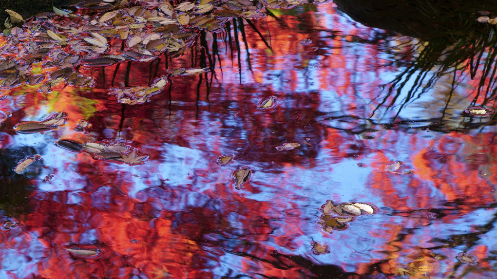 水面の紅葉：晩秋の太田黒公園