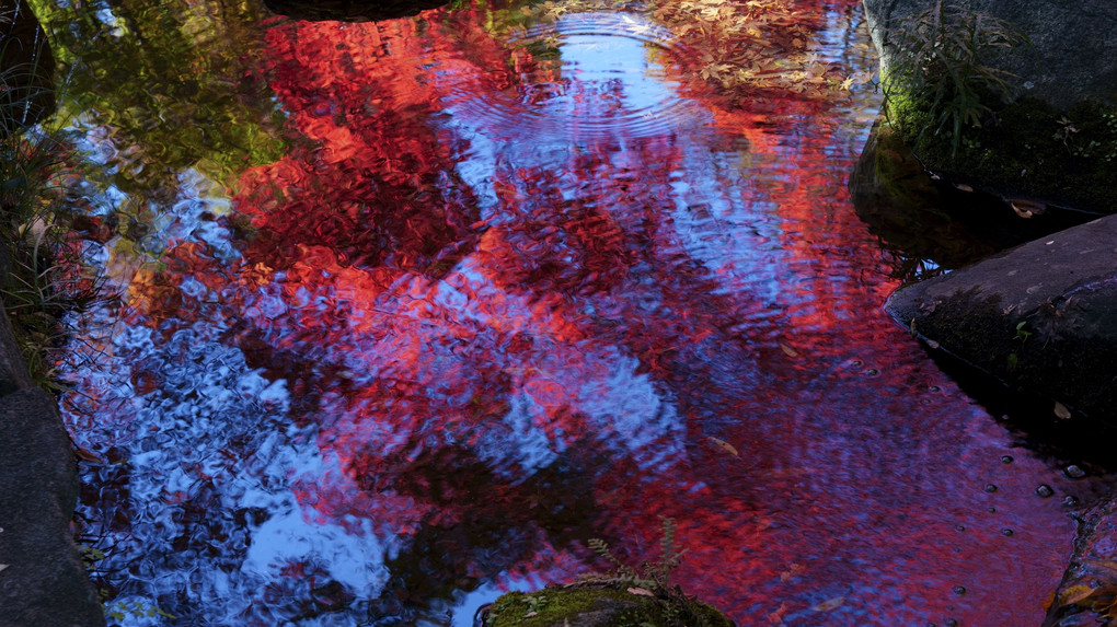水面の紅葉：晩秋の太田黒公園