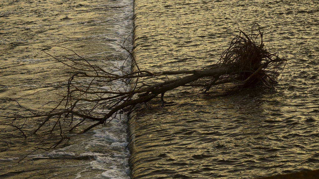 水面のアート ５　流木のオブジェ　＠多摩川二ケ領上河原堰