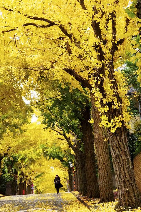 街角スナップ：黄金色の街路　＠田園調布いちょう並木