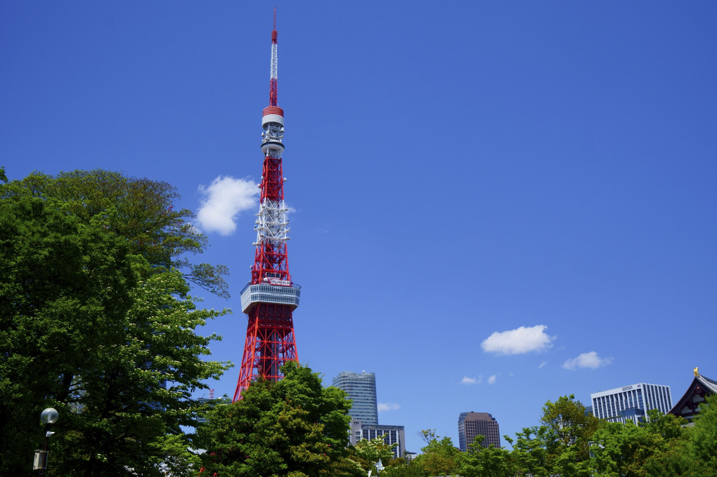 本当に久しぶりの東京タワー