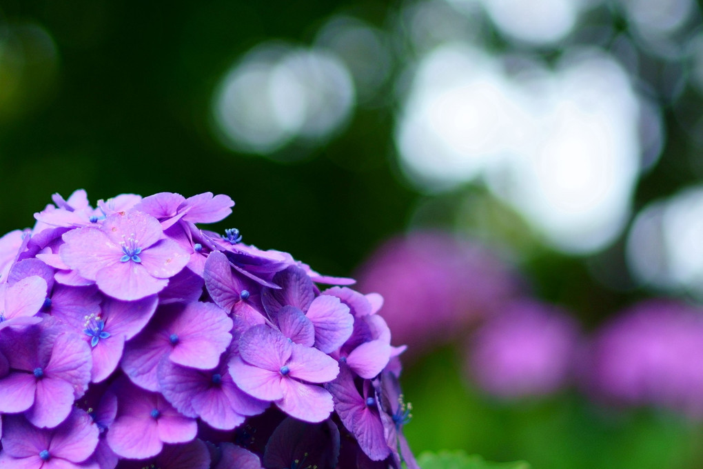 紫陽花2022：久しぶりの単焦点レンズ ＠多摩川台公園（大田区）