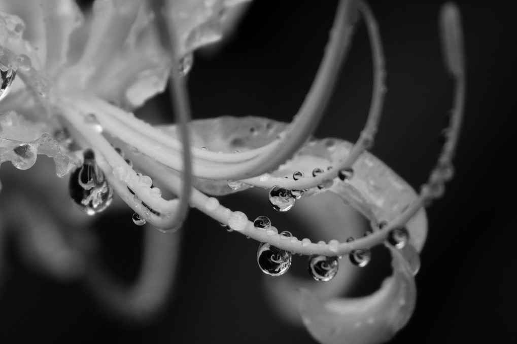雨に濡れる白い彼岸花