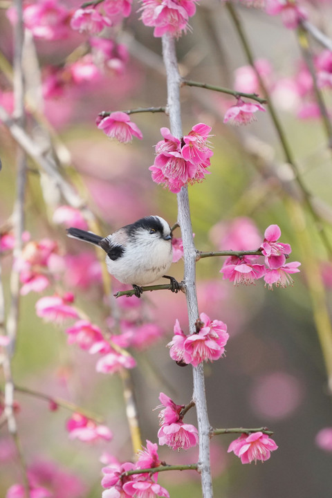 お花の階段